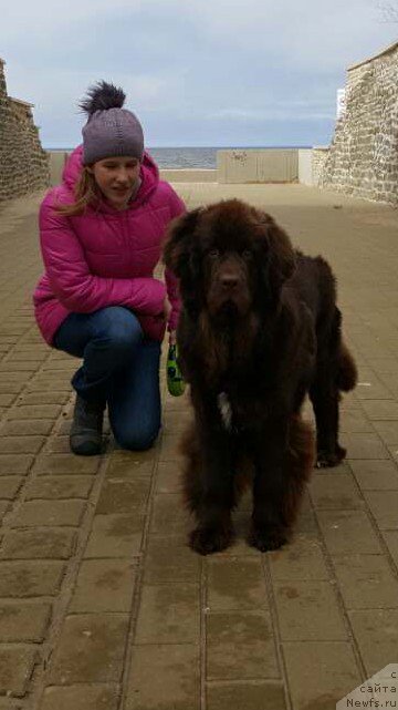 Фото: ньюфаундленд Brownblood MSK Alpina Guardian Soul (Браунблад МСК Альпина Гуардиан Соул)