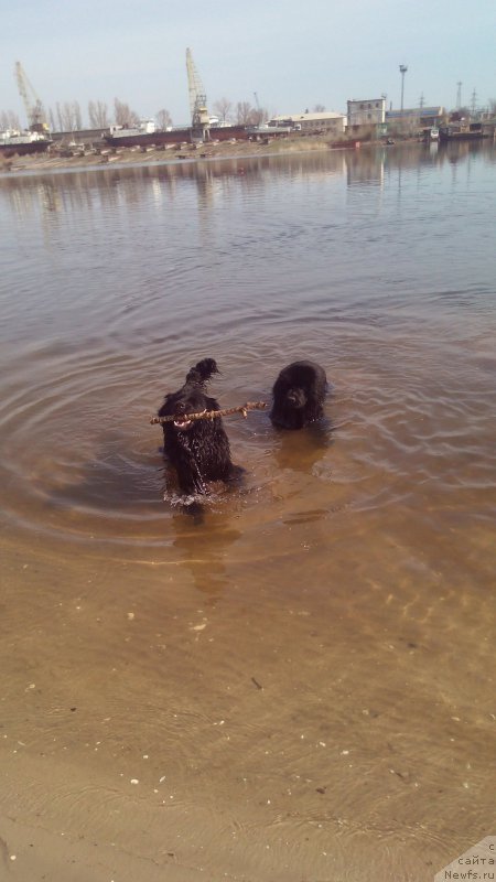 Фото: ньюфаундленд Braunblad MSK Vivitta Kurce (Браунблад МСК Вивитта Курце)