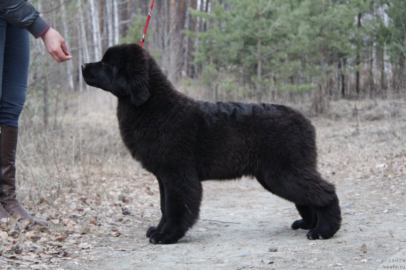 Фото: ньюфаундленд Akvian Song Tess (Аквиан Сонг Тесс)