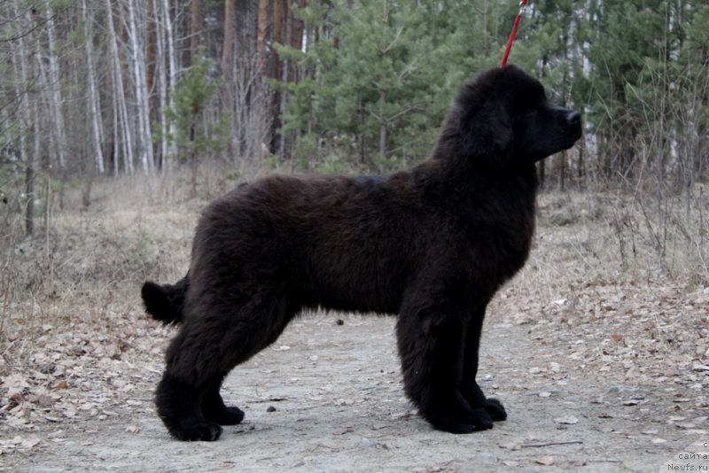 Фото: ньюфаундленд Akvian Song To Fi Fi (Аквиан Сонг То Фи Фи)