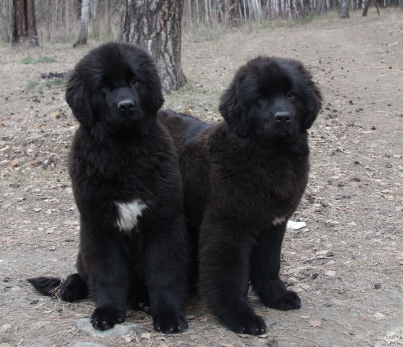 Фото: ньюфаундленд Akvian Song To Fi Fi (Аквиан Сонг То Фи Фи), ньюфаундленд Akvian Song Tess (Аквиан Сонг Тесс)