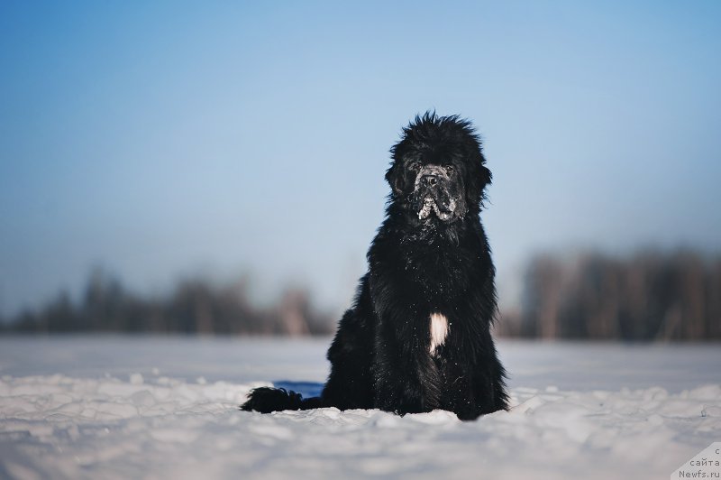 Фото: ньюфаундленд Snou Viking Adrian (Сноу Викинг Адриан)