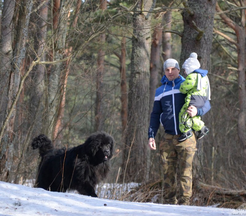 Фото: ньюфаундленд Snou Viking Amigo (Сноу Викинг Амиго)