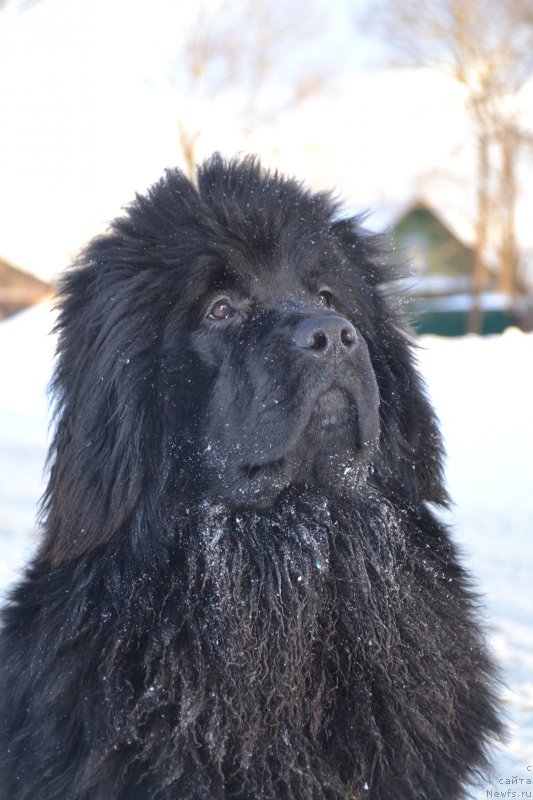 Фото: ньюфаундленд Snou Viking Amigo (Сноу Викинг Амиго)