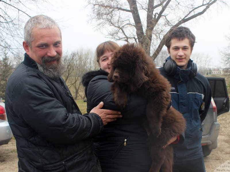 Фото: ньюфаундленд Brownblood MSK Livona Liba (Браунблад МСК Ливона Либа)