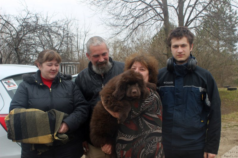 Фото: ньюфаундленд Brownblood MSK Livona Liba (Браунблад МСК Ливона Либа)