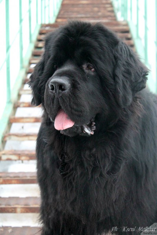 Фото: ньюфаундленд Potap Olan (Потап Олан)