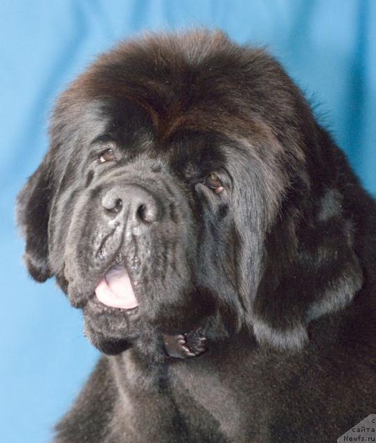 Фото: ньюфаундленд Lunnaya Sonata iz Plemeni Kedra (Лунная Соната из Племени Кедра)