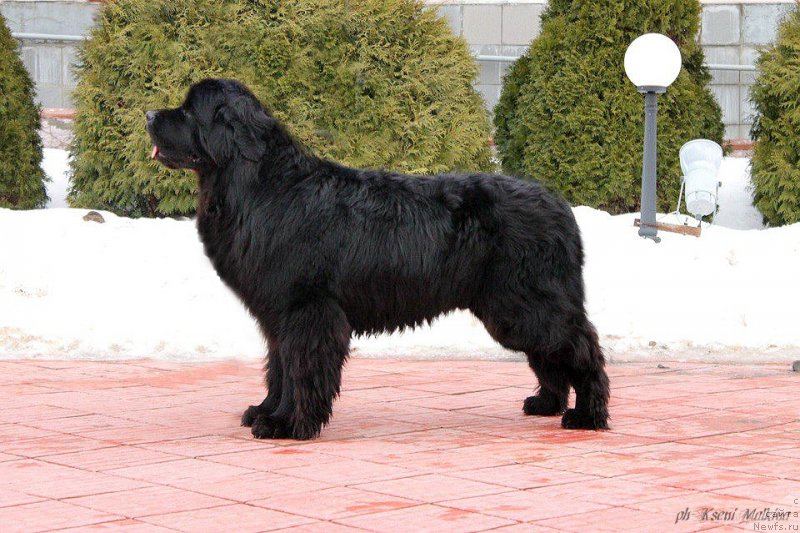 Фото: ньюфаундленд Potap Olan (Потап Олан)