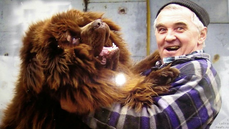 Фото: ньюфаундленд Braunblad MSK Brennan Lois (Браунблад МСК Бреннан Лоис)