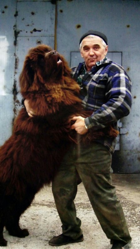 Фото: ньюфаундленд Braunblad MSK Brennan Lois (Браунблад МСК Бреннан Лоис)