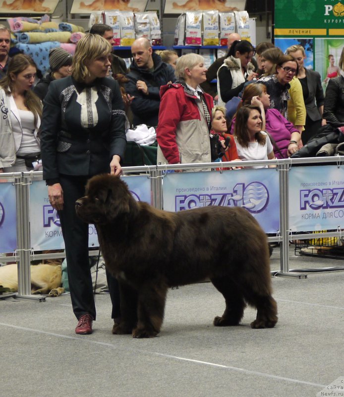 Фото: ньюфаундленд Funnewf Atlantika (Фанньюф Атлантика)