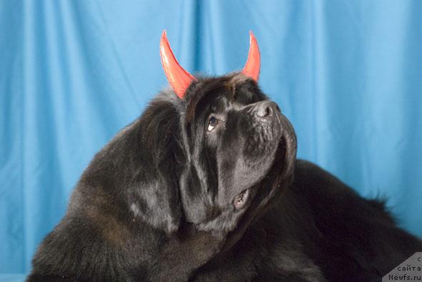 Фото: ньюфаундленд Lunnaya Sonata iz Plemeni Kedra (Лунная Соната из Племени Кедра)