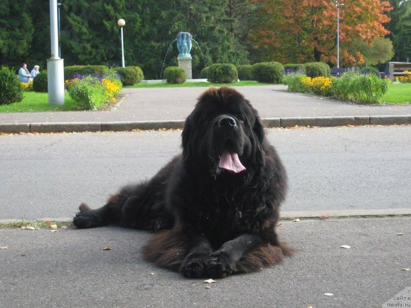 Фото: ньюфаундленд Klementiy Vialiki Miadzvedz