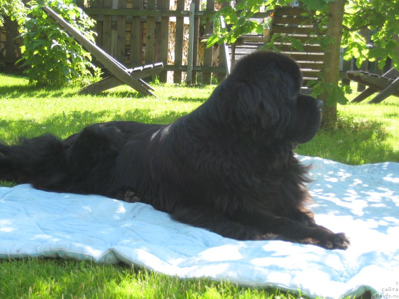 Фото: ньюфаундленд Klementiy Vialiki Miadzvedz