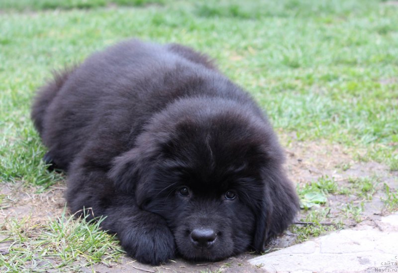 Фото: Девочка зеленая лента, помет