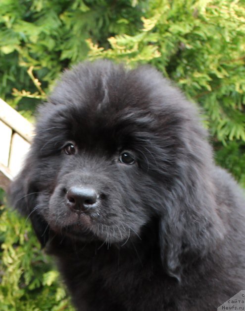 Фото: Девочка зеленая лента, помет 