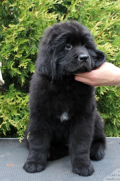 Фото: Девочка зеленая лента, помет 