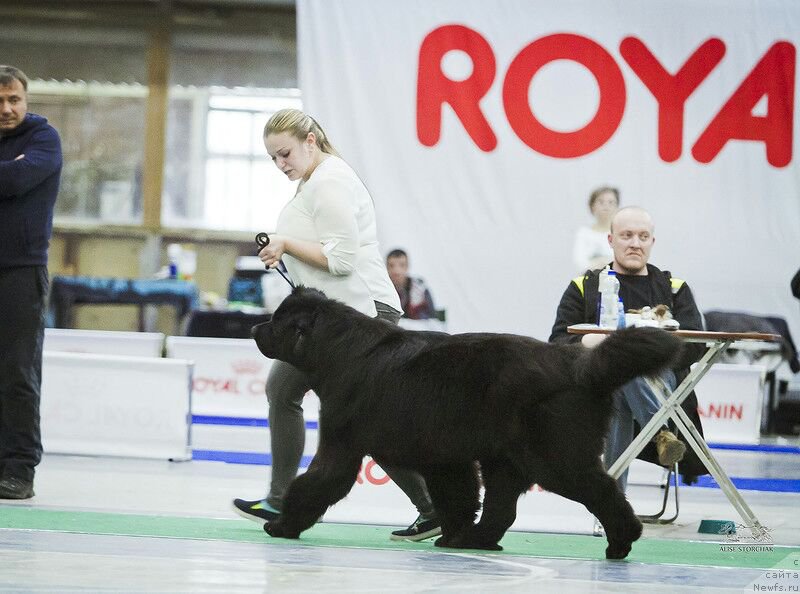 Фото: ньюфаундленд Braunblad MSK Vina Korrayn (Браунблад МСК Вина Коррайн)