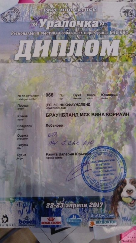 Фото: ньюфаундленд Braunblad MSK Vina Korrayn (Браунблад МСК Вина Коррайн)