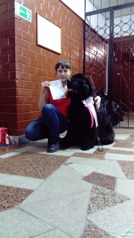 Фото: ньюфаундленд Braunblad MSK Vina Korrayn (Браунблад МСК Вина Коррайн)