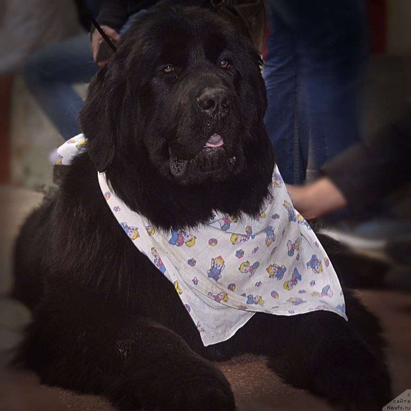 Фото: ньюфаундленд Braunblad MSK Vina Korrayn (Браунблад МСК Вина Коррайн)