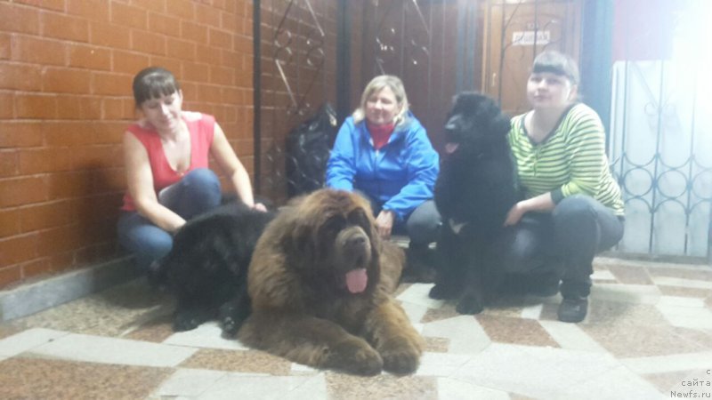 Фото: ньюфаундленд Braunblad MSK Vina Korrayn (Браунблад МСК Вина Коррайн), ньюфаундленд Brownblood MSK Veles Alister (Браунблад МСК Велес Алистер)