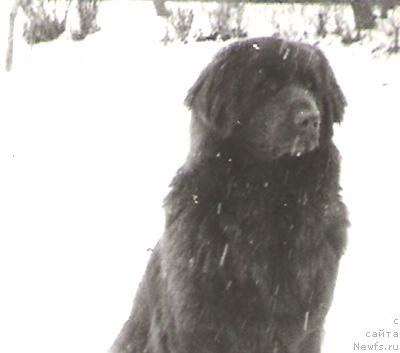 Фото: ньюфаундленд Marica (Марица)