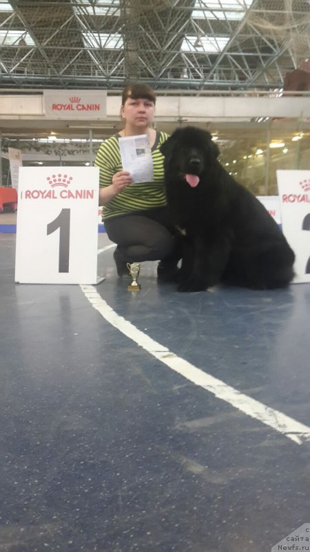 Фото: ньюфаундленд Arsyela B'yuti (Арсэла Бьюти)