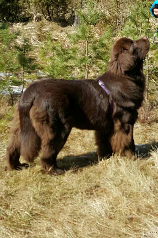 Фото: ньюфаундленд Brownblood MSK Alpina Guardian Soul (Браунблад МСК Альпина Гуардиан Соул)