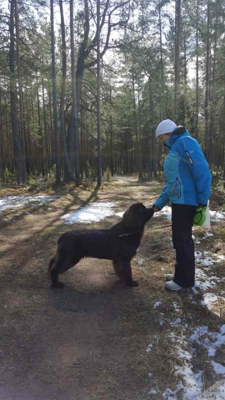 Фото: ньюфаундленд Brownblood MSK Alpina Guardian Soul (Браунблад МСК Альпина Гуардиан Соул)