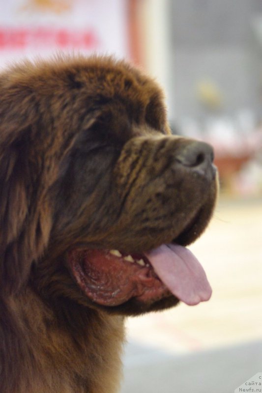 Фото: ньюфаундленд Brownblood MSK Veles Alister (Браунблад МСК Велес Алистер)