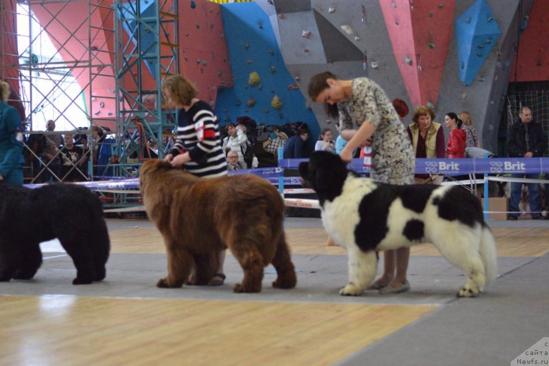 Фото: ньюфаундленд Brownblood MSK Veles Alister (Браунблад МСК Велес Алистер)