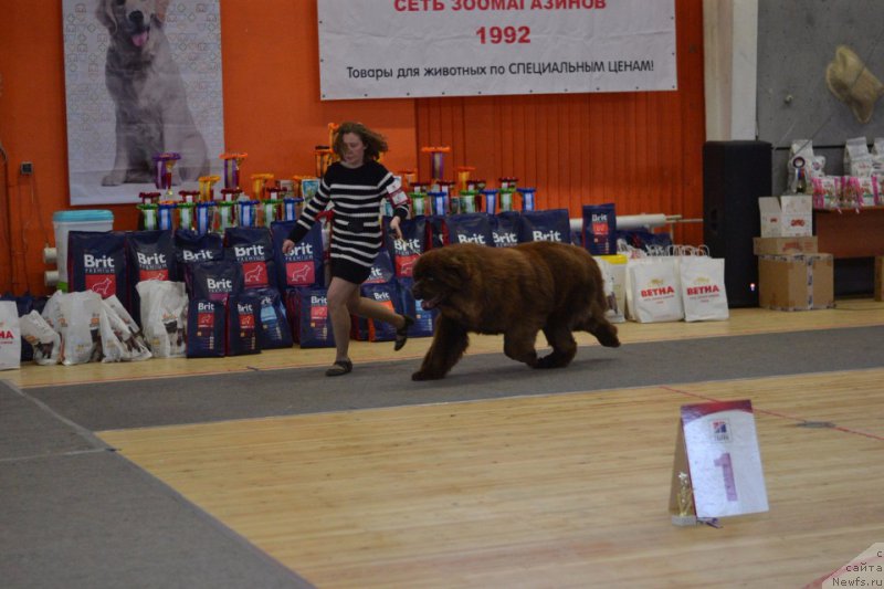 Фото: ньюфаундленд Brownblood MSK Hakim Gold Haydar (Браунблад МСК Хаким Голд Хайдар)