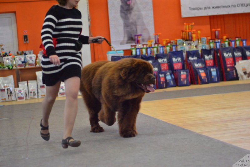 Фото: ньюфаундленд Brownblood MSK Veles Alister (Браунблад МСК Велес Алистер)