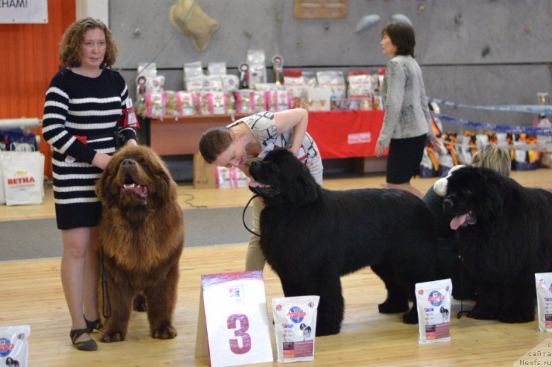 Фото: ньюфаундленд Brownblood MSK Hakim Gold Haydar (Браунблад МСК Хаким Голд Хайдар)