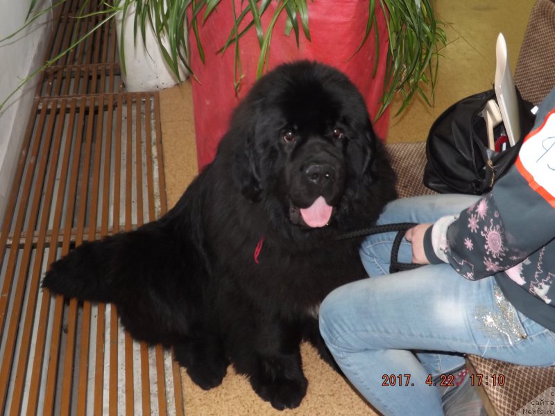 Фото: ньюфаундленд Krepkiy Oreshek ot Sibirskogo Medvedja (Крепкий Орешек от Сибирского Медведя)