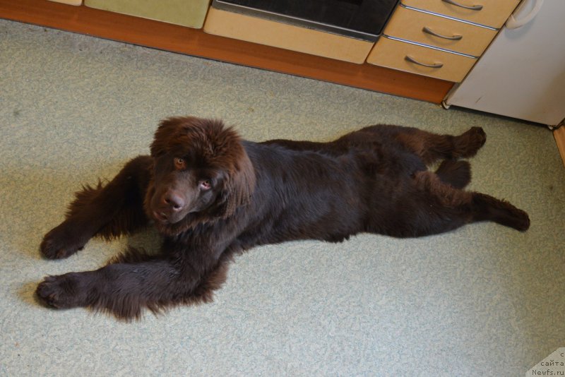 Фото: ньюфаундленд Brownblood MSK Abrams-Strong (Браунблад МСК Абрамс-Стронг)