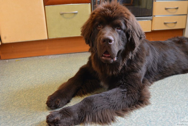 Фото: ньюфаундленд Brownblood MSK Abrams-Strong (Браунблад МСК Абрамс-Стронг)