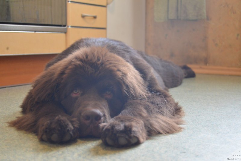 Фото: ньюфаундленд Brownblood MSK Abrams-Strong (Браунблад МСК Абрамс-Стронг)