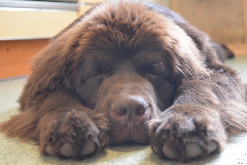 Фото: ньюфаундленд Brownblood MSK Abrams-Strong (Браунблад МСК Абрамс-Стронг)