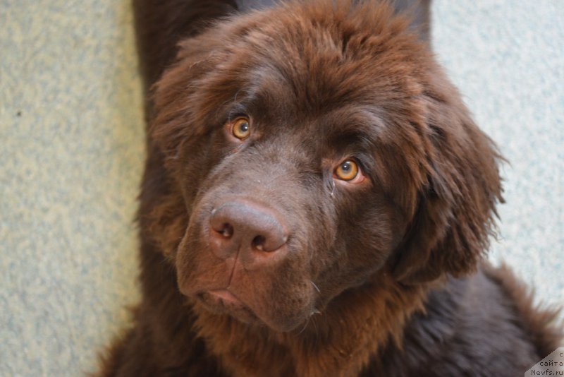 Фото: ньюфаундленд Brownblood MSK Abrams-Strong (Браунблад МСК Абрамс-Стронг)