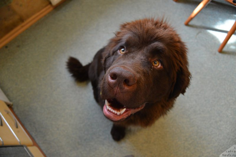 Фото: ньюфаундленд Brownblood MSK Abrams-Strong (Браунблад МСК Абрамс-Стронг)