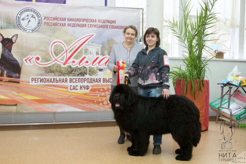 Фото: ньюфаундленд Krepkiy Oreshek ot Sibirskogo Medvedja (Крепкий Орешек от Сибирского Медведя)