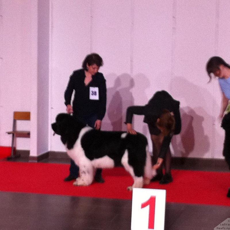 Фото: ньюфаундленд Super Bizon Matil'da (Супер Бизон Матильда)