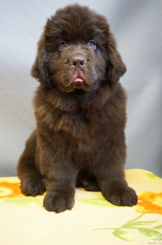 Фото: ньюфаундленд Braunblad MSK Nyetti Myey (Браунблад МСК Нэтти Мэй)