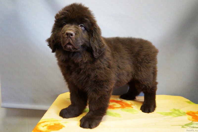 Фото: ньюфаундленд Braunblad MSK Nyetti Myey (Браунблад МСК Нэтти Мэй)