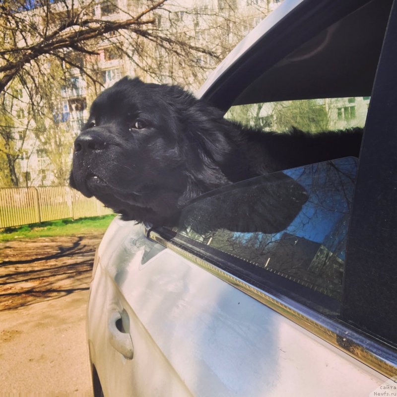 Фото: ньюфаундленд CHernyiy Balu Jerar (Черный Балу Жерар)