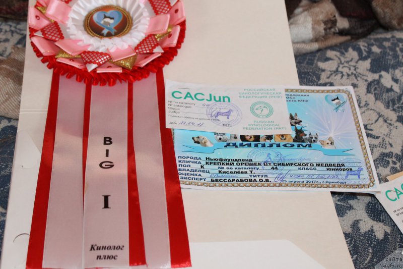 Фото: ньюфаундленд Krepkiy Oreshek ot Sibirskogo Medvedja (Крепкий Орешек от Сибирского Медведя)