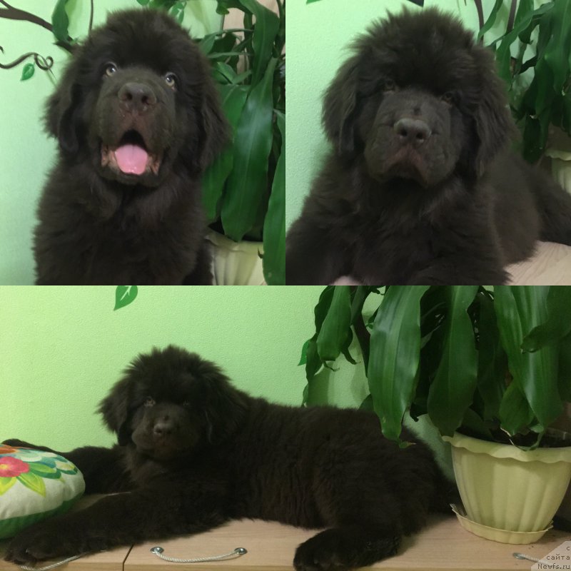 Фото: ньюфаундленд Brownblood MSK Larchie Ardon (Браунблад МСК Ларчи Ардон)